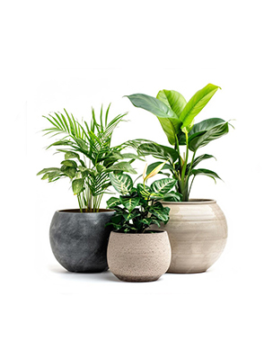 Plants