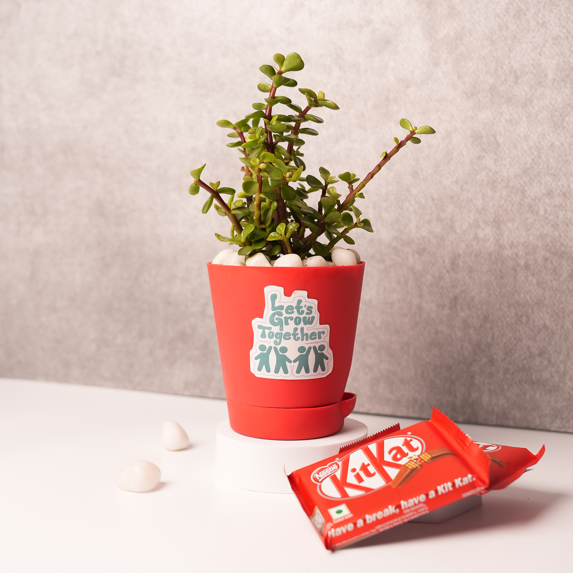 Jade Plant in Red Ceramic Pot – A Symbol of Prosperity & Good Fortune