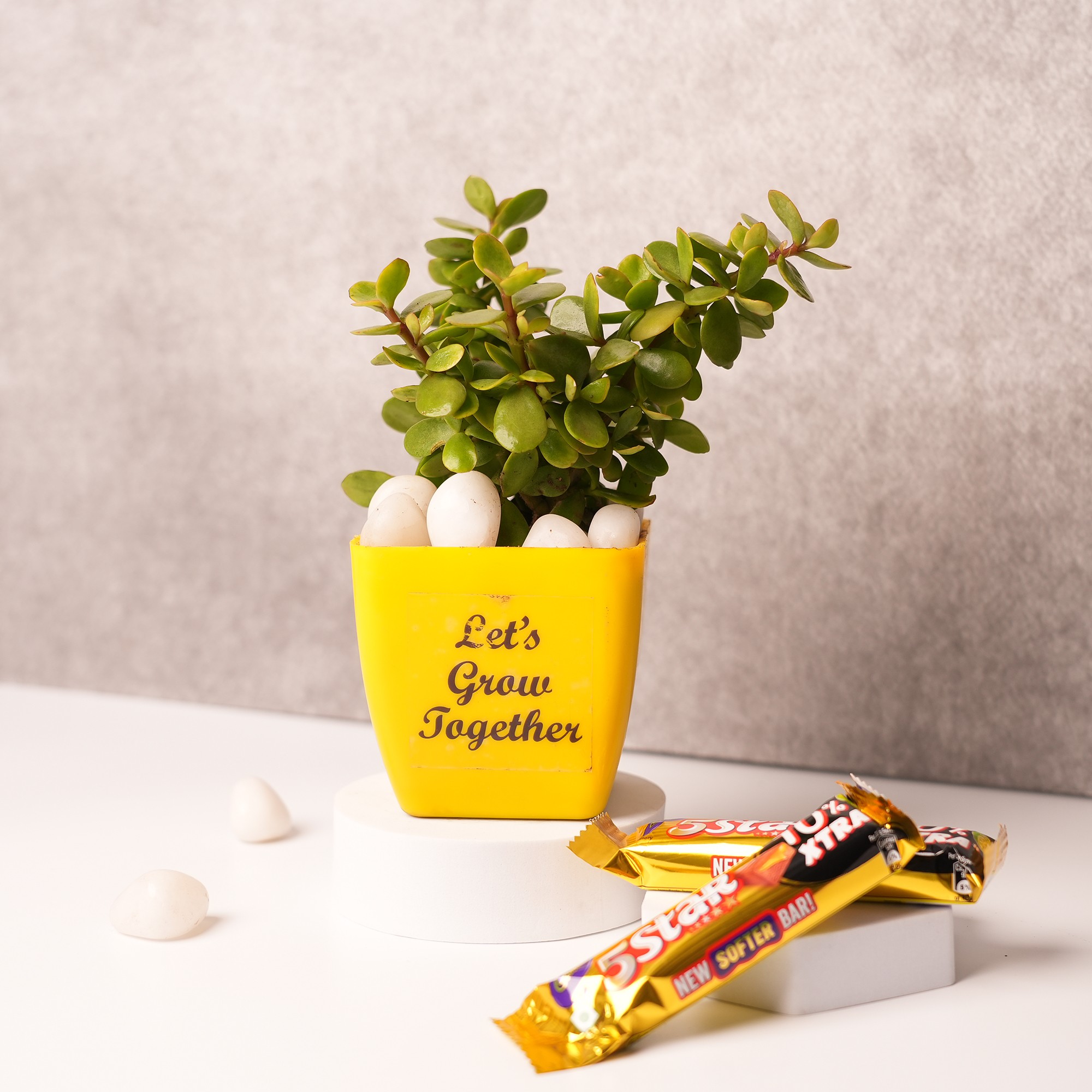 Jade Plant in Yellow Ceramic Pot – A Symbol of Positivity & Prosperity