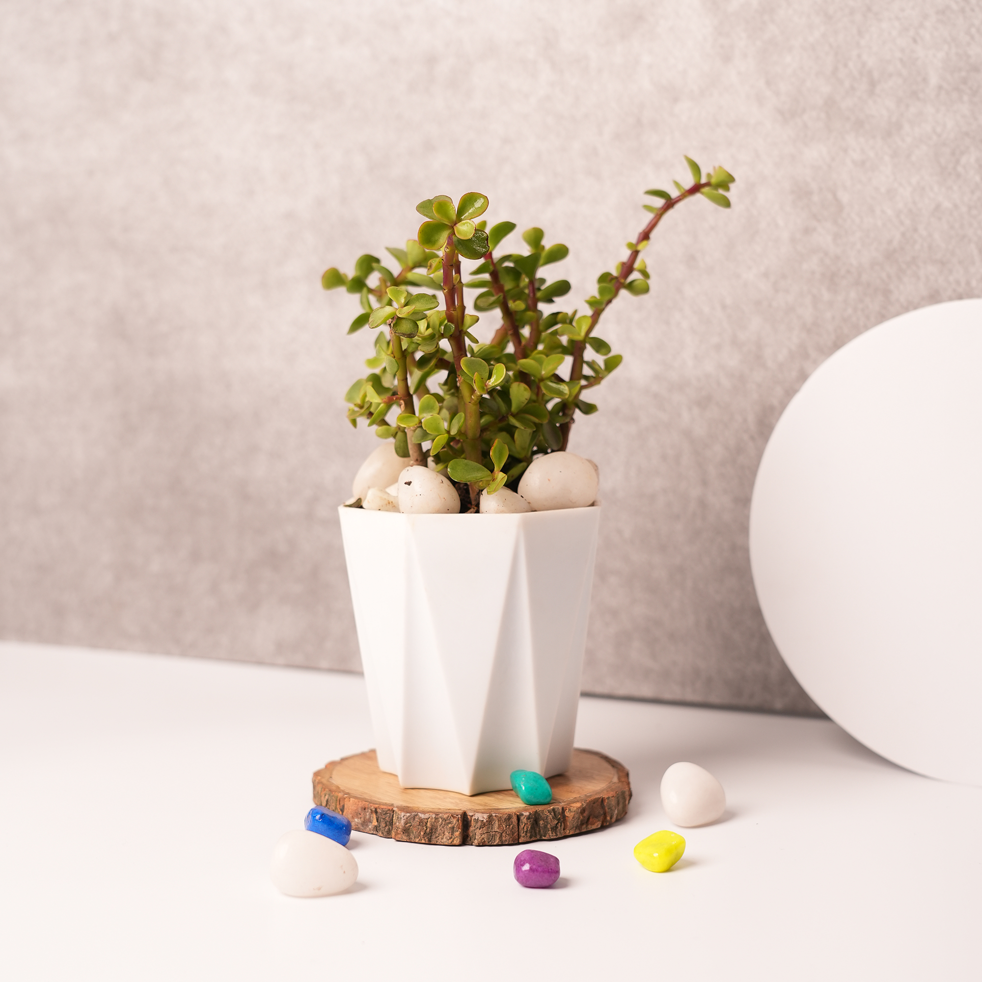 Jade Plant in White Ceramic Pot – A Symbol of Luck & Serenity