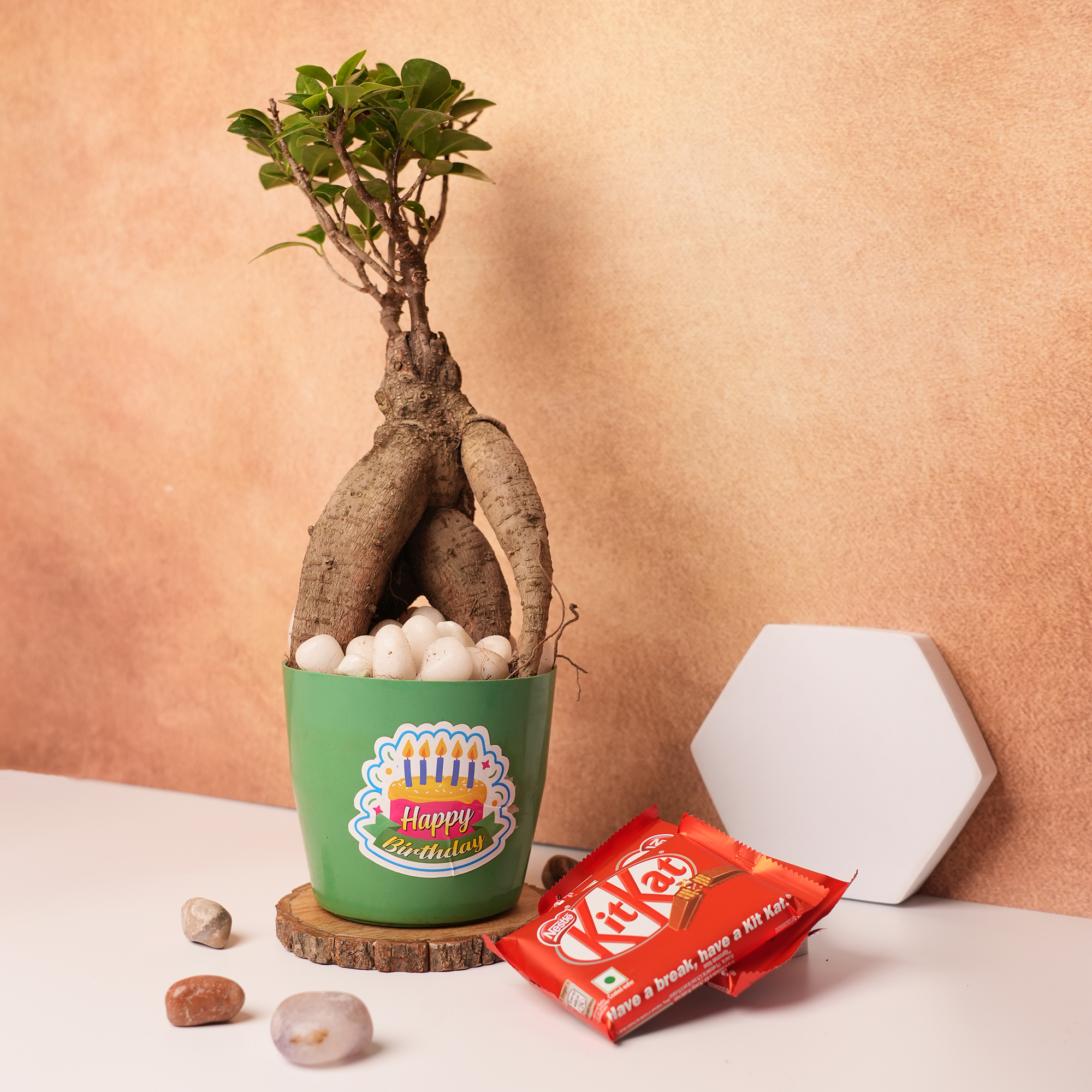 Jade Plant in Green Ceramic Pot – A Symbol of Growth & Good Fortune