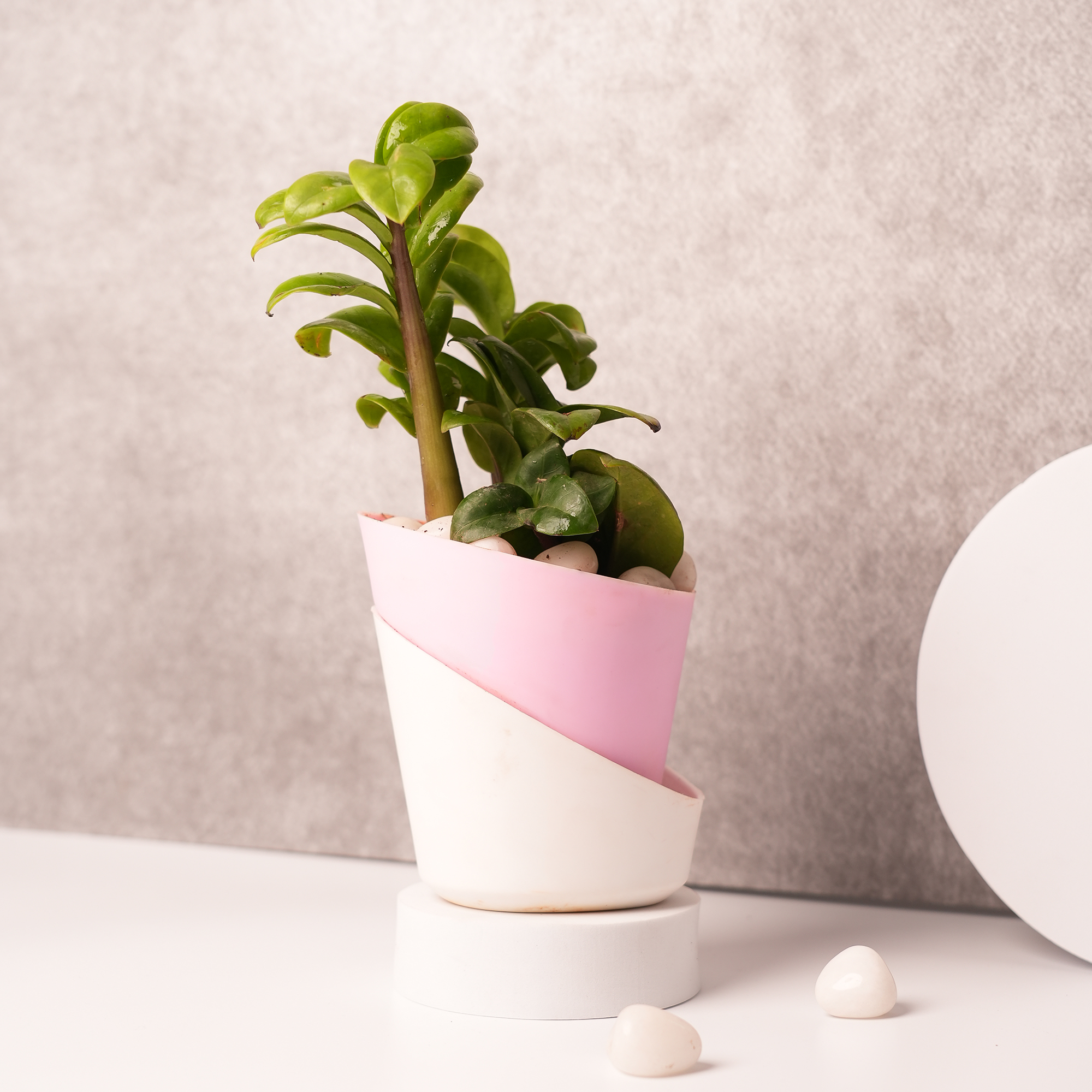Jade Plant in Pink & White Ceramic Pot – A Symbol of Elegance & Prosperity