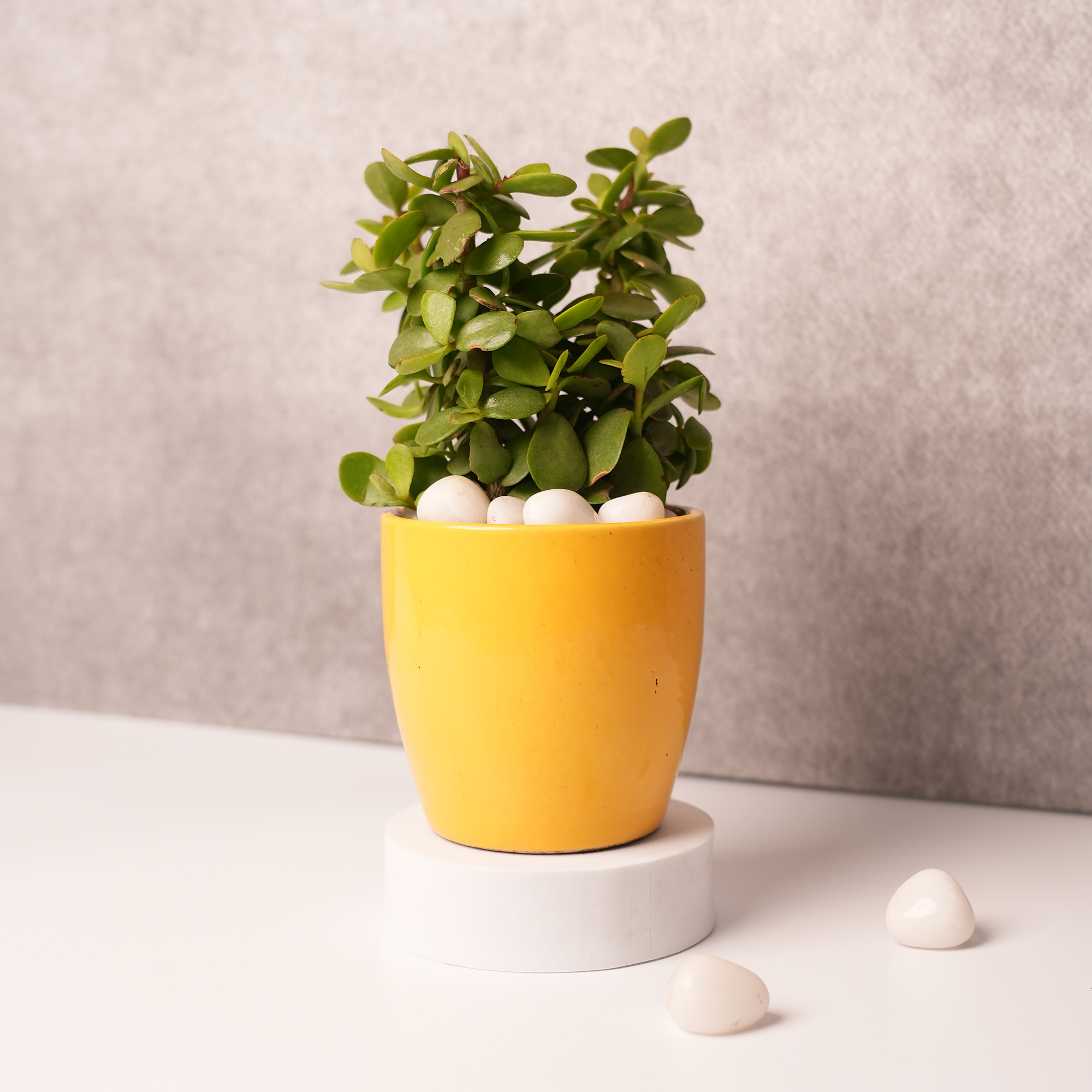 Jade Plant in Pink & Yellow Ceramic Pot – A Symbol of Happiness & Prosperity