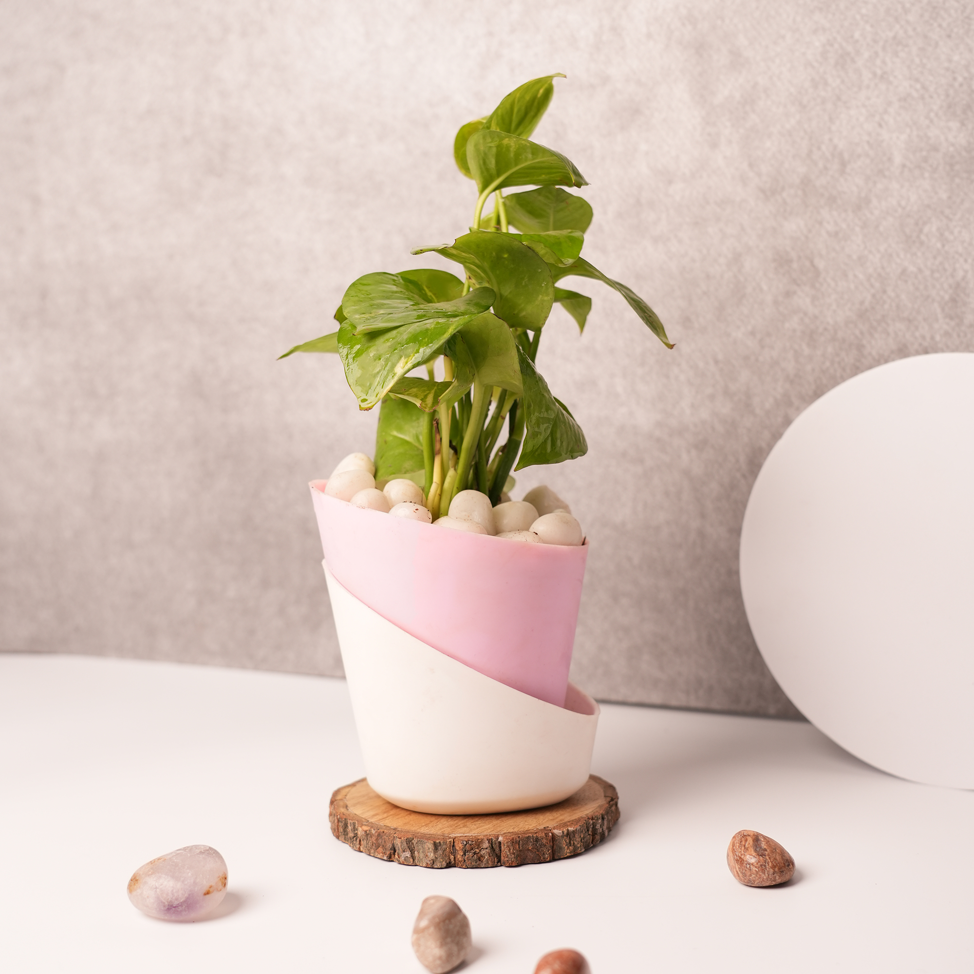 Money Plant in Pink & White Ceramic Pot – A Symbol of Wealth & Positive Energy