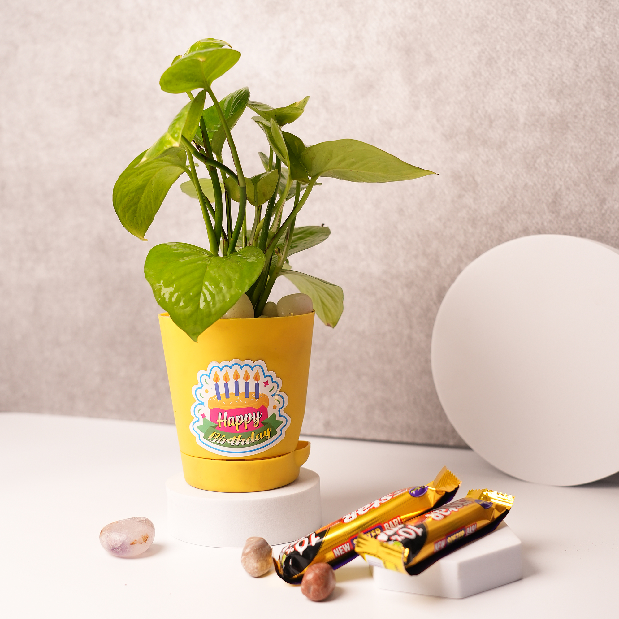 Money Plant in Yellow Ceramic Pot – A Symbol of Prosperity & Good Fortune