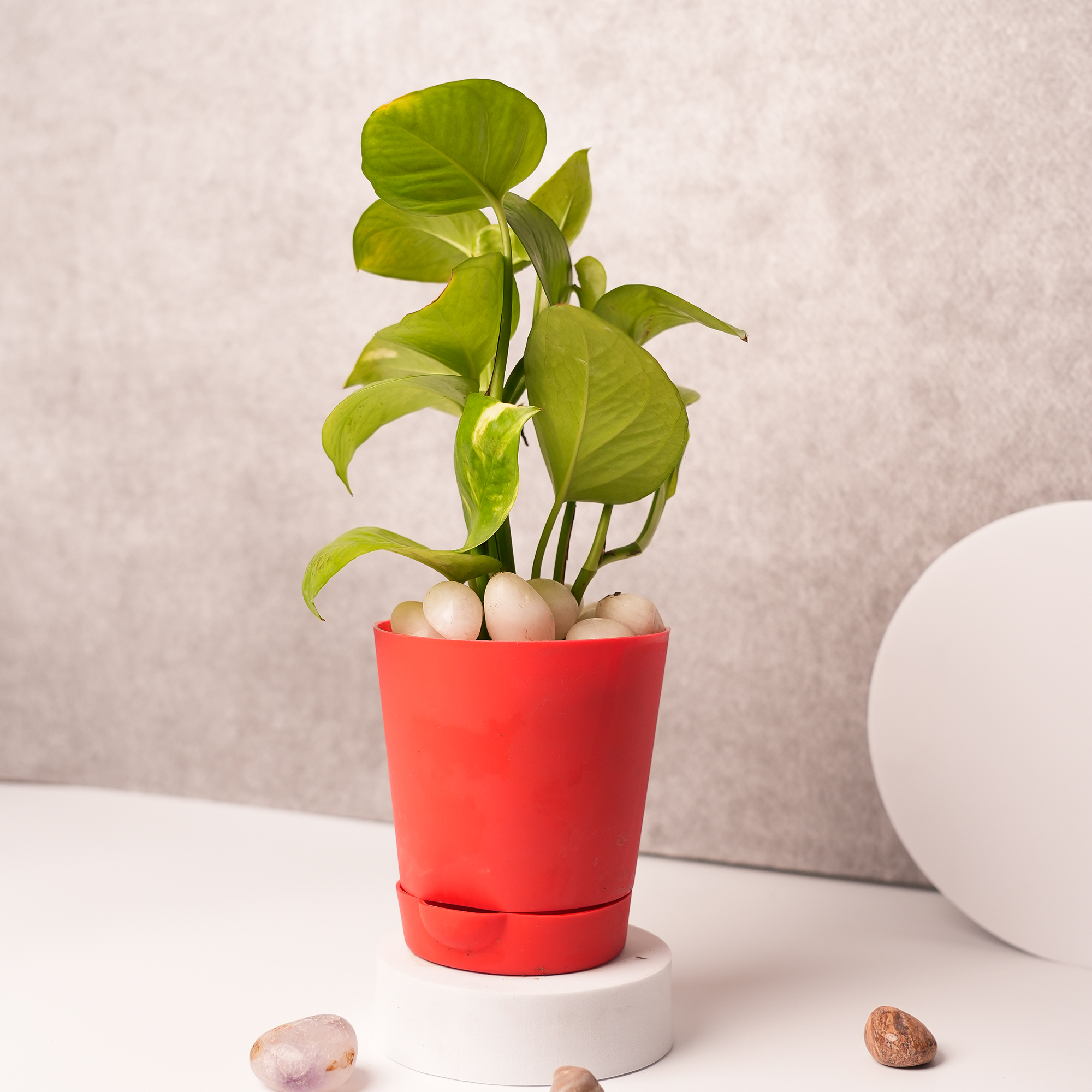 Money Plant in Red Ceramic Pot – A Symbol of Wealth & Good Fortune