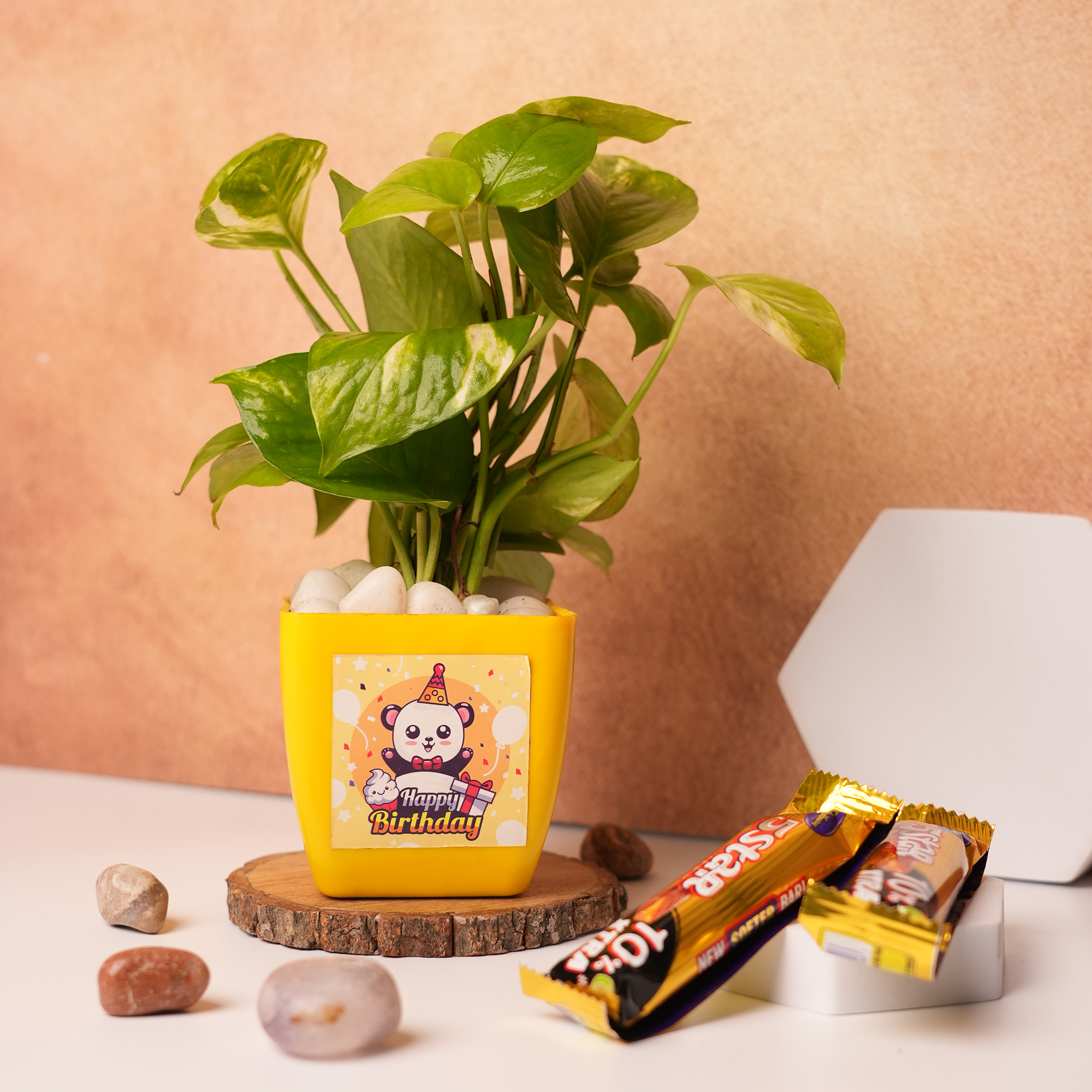 Money Plant in Yellow Image Ceramic Pot – A Symbol of Prosperity & Positivity