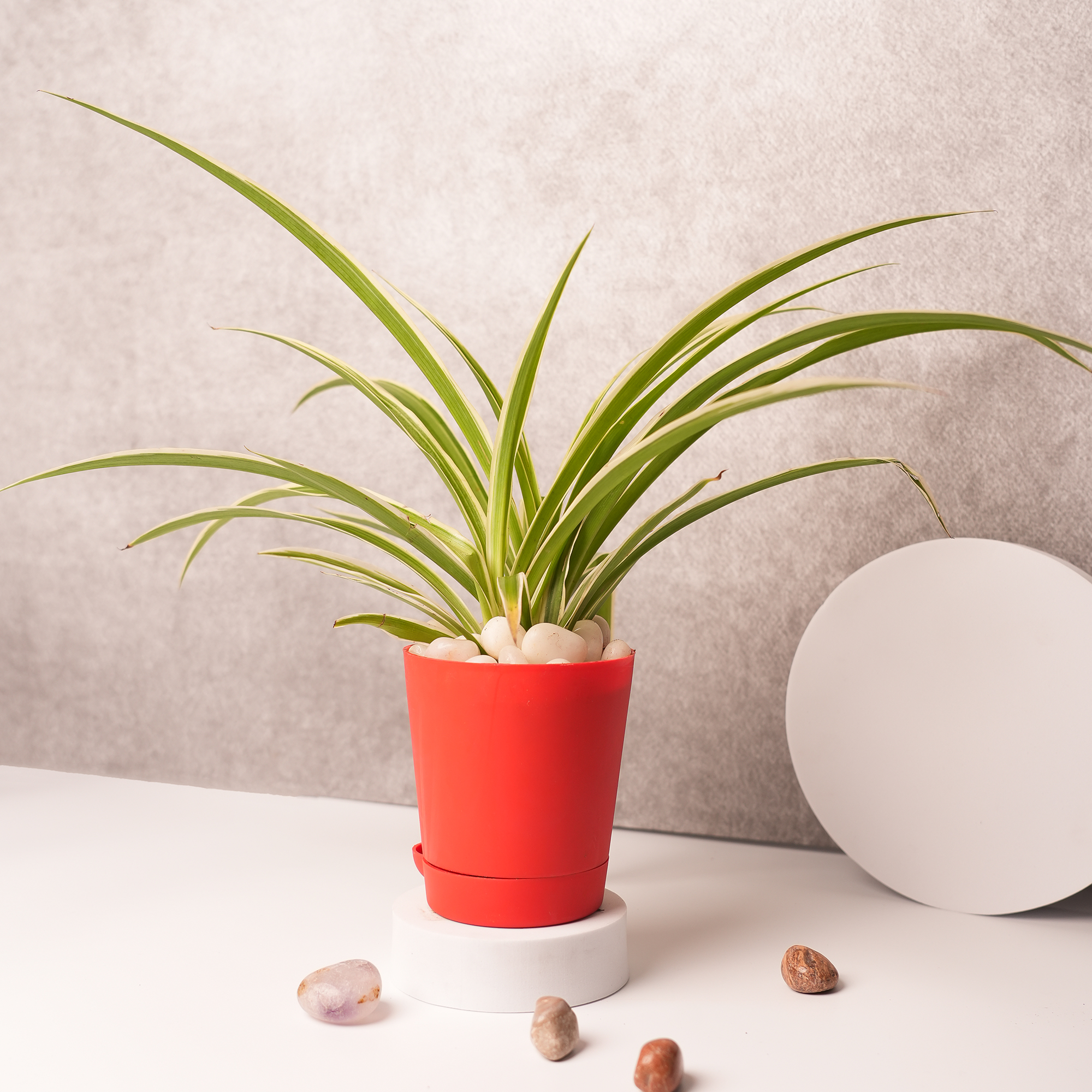 Spider Plant in Red Ceramic Pot – A Symbol of Growth & Good Luck