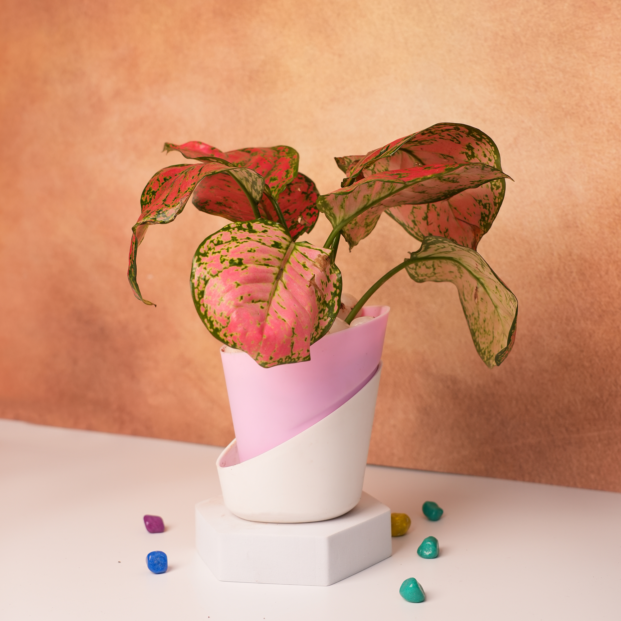Pink Aglaonema Plant in Pink Hexagon Pot – A Touch of Elegance & Charm
