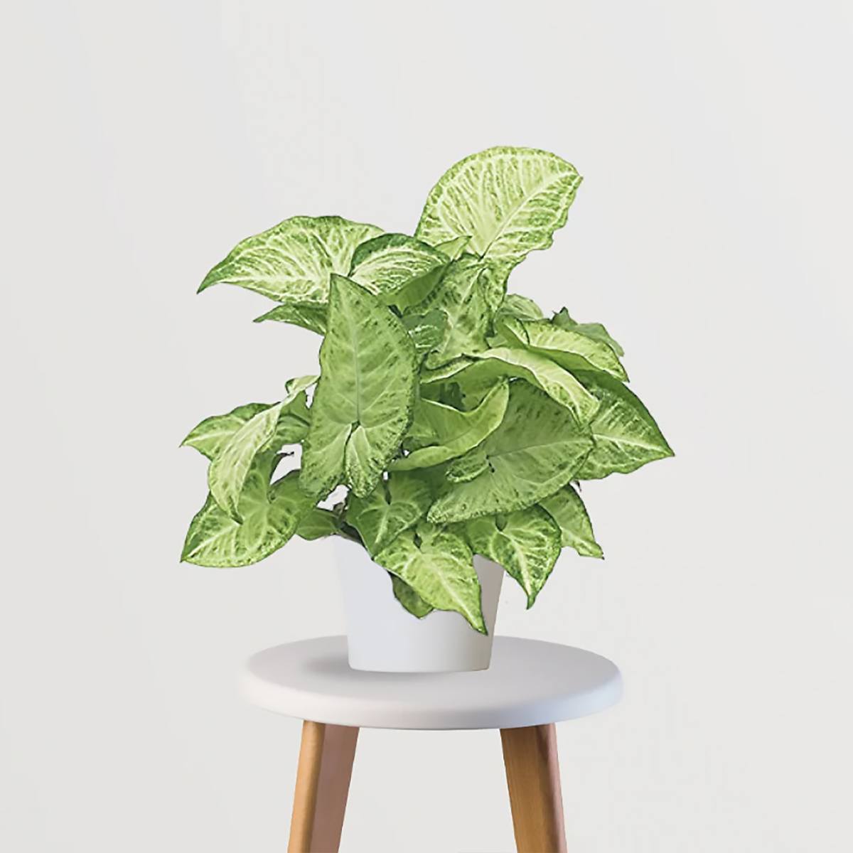 Syngonium Plant ( Arrowwhead Plant)