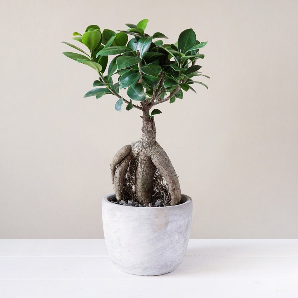 Jade Plant