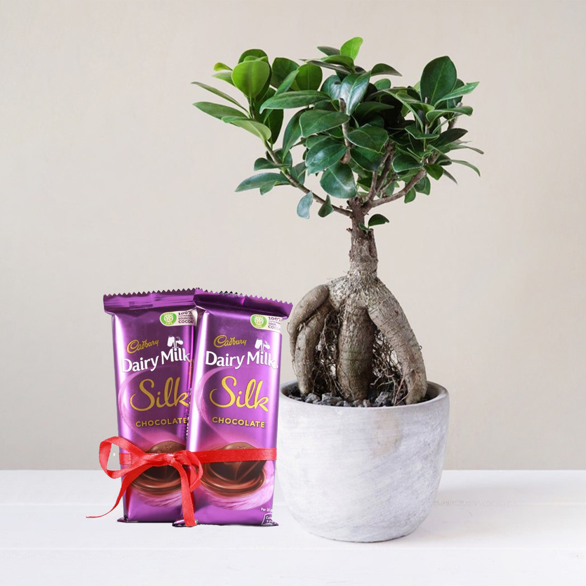 Jade Plant with Silk Chocolate