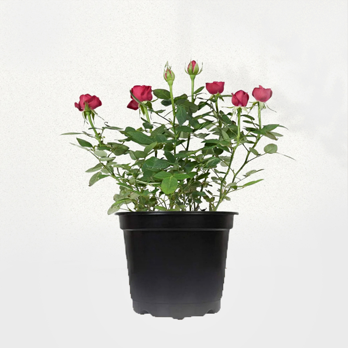 Rose Plant - The Classic Symbol of Love
