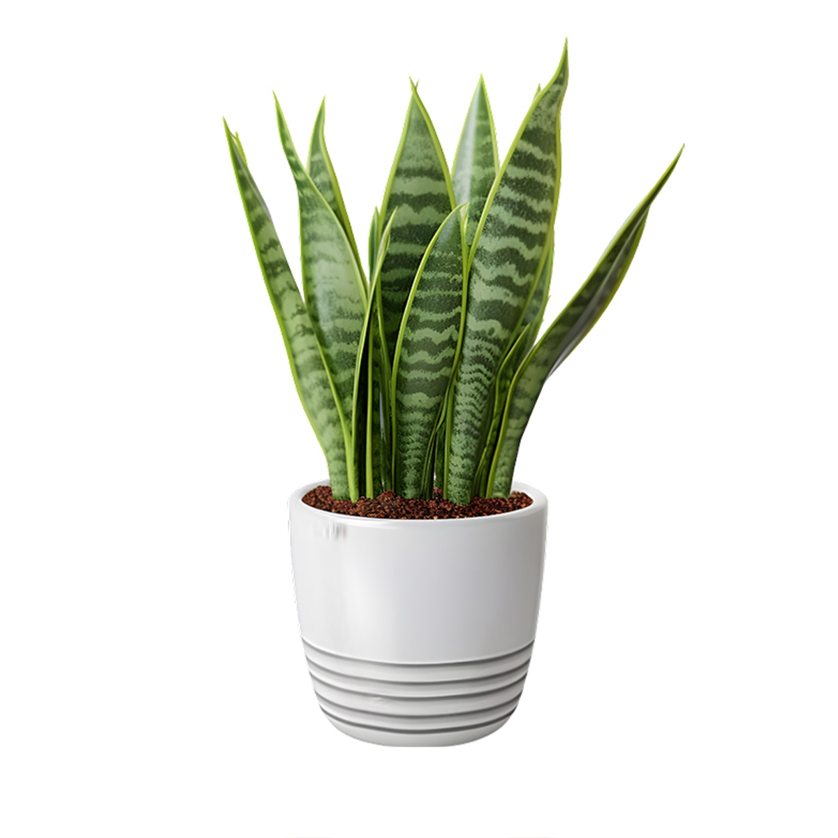 Snake Plant - The Hardy and Air-Purifying Plant